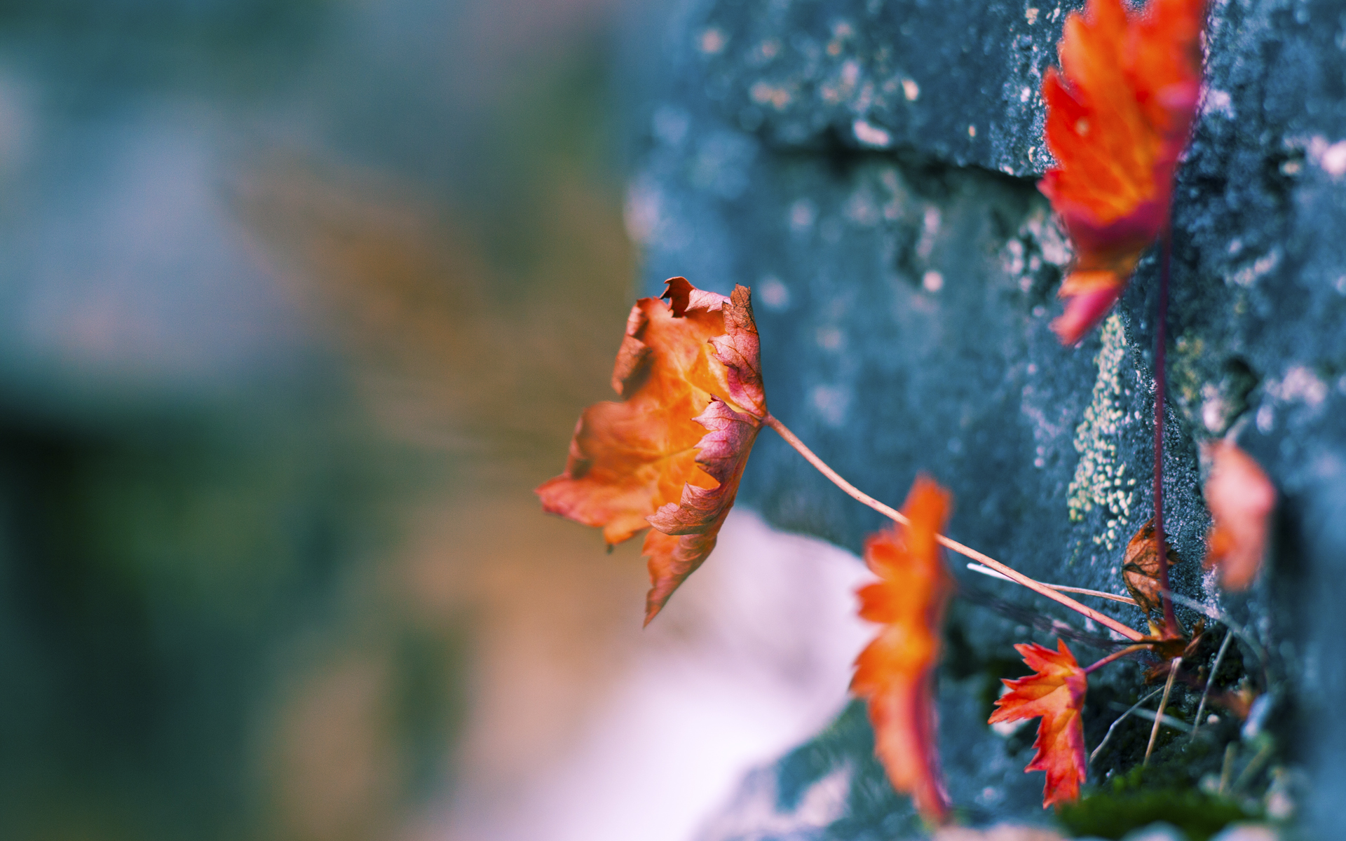 篮球无疆界,湖人团队之力与西亚卡姆欧冠封神