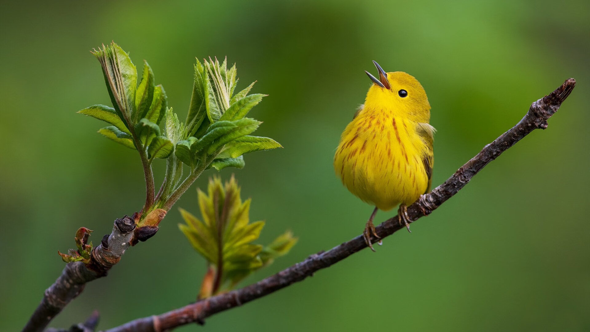开云体育中国-世纪乌龙!2026世界杯惊现篮球火拼,迈阿密三分雨浇灭浙江队夺冠梦