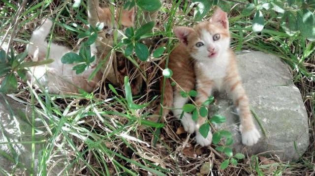 开云体育中国-无声风暴,当伦纳德的机械美学统治世界排名争夺战之夜