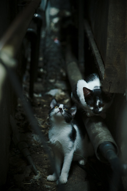 意式防守的文艺复兴，佛罗伦萨如何用链式锁链绞杀苏格兰，为加维铺就爆发之路