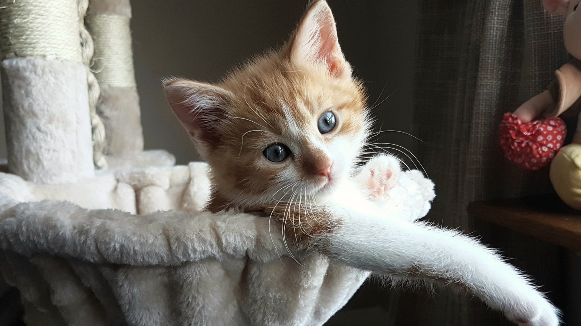 当CBA霸主跨界对决,广厦铁血锁死福克斯,东方战术哲学战胜NBA天赋