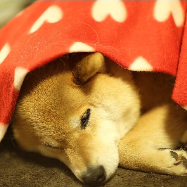 开云官网-奥运周期关键战，伊朗强势压制加拿大，焦点战重塑资格格局