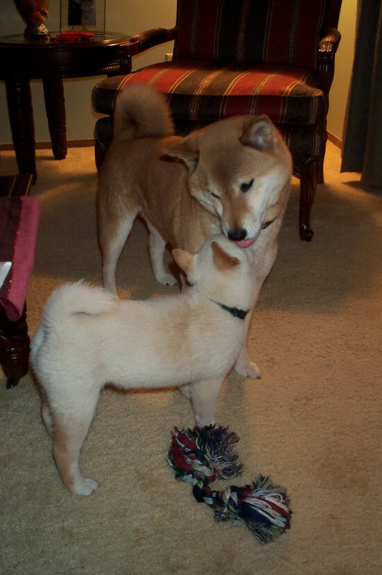 开云体育-唯一对决，赖斯空中手术刀刺穿蓝鹰