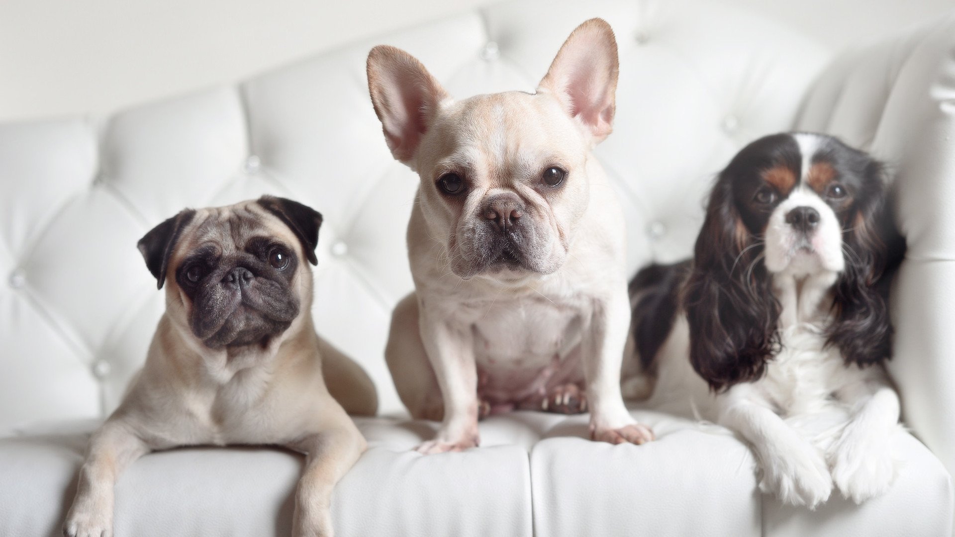 开云体育中国-布克独舞撕裂广厦防线，深圳硬骨头啃下关键胜局