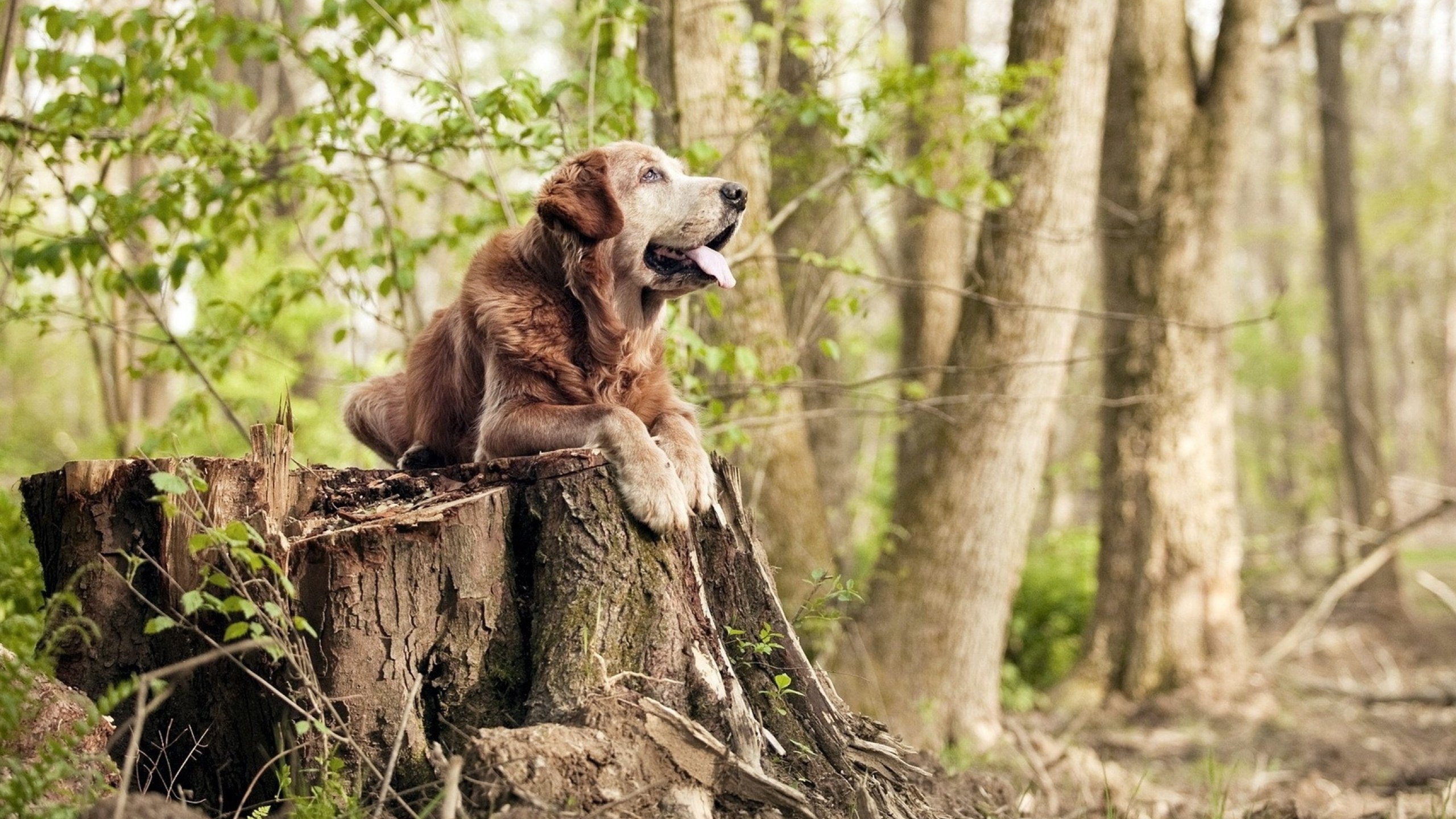 亚平宁飞鹰的觉醒,克瓦拉茨赫利亚点燃巴黎之夜,击溃亚特兰大之谜