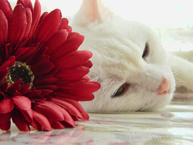 利剑出鞘！乔治41+7+6全程高能输出，勇士狂胜33分撕裂广厦防线