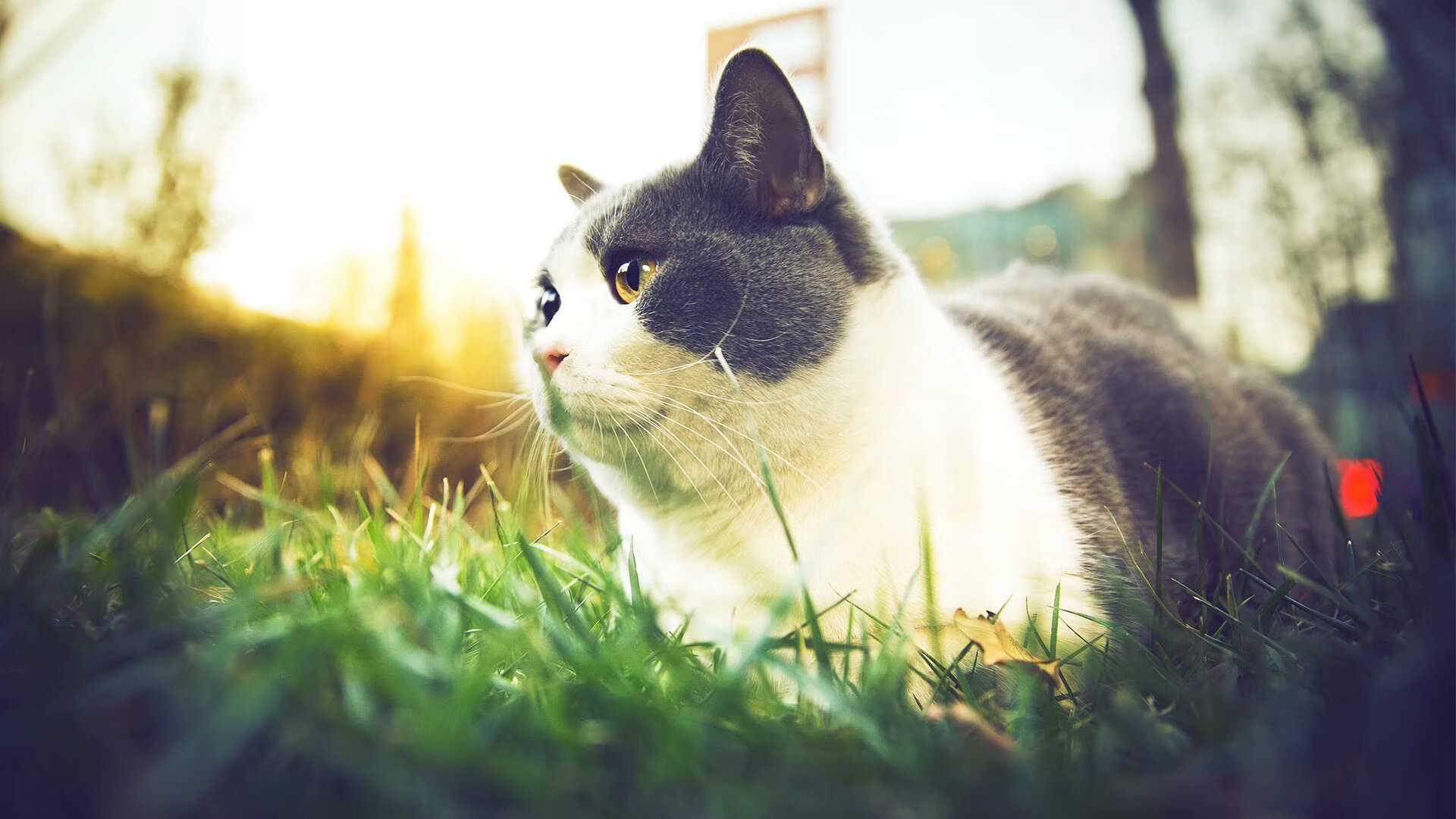 开云官网-逆袭与闪电，横跨地球的篮球绝杀夜