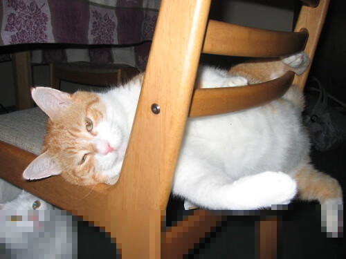 方案一（直抒胸臆式）