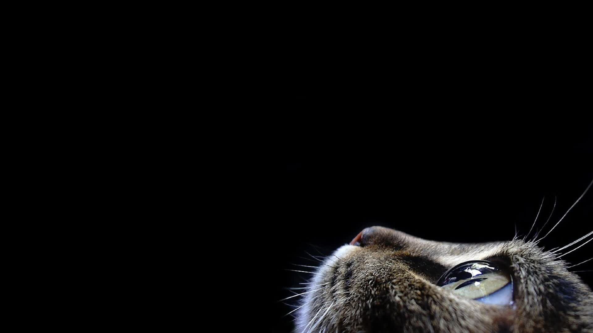 蔚蓝与猩红的交响,当莫德里奇在2026世界杯D组奏响攻守转换的绝唱